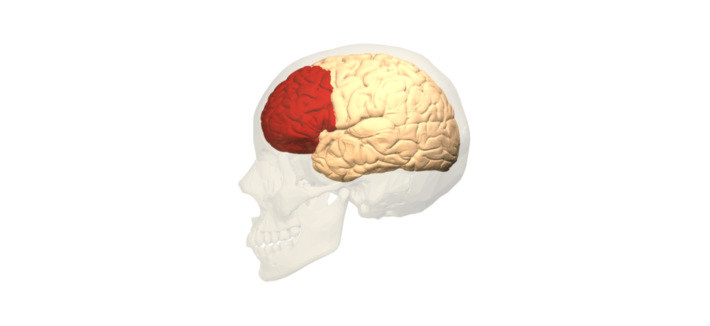 Prefrontal Cortex.png
